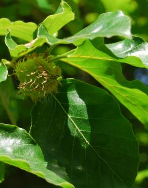 Fotografia 5 da espécie Fagus sylvatica no Jardim Botânico UTAD