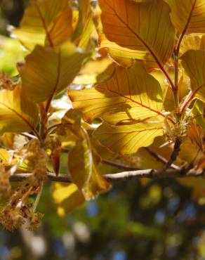 Fotografia 6 da espécie Fagus sylvatica no Jardim Botânico UTAD