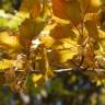 Fotografia 6 da espécie Fagus sylvatica do Jardim Botânico UTAD