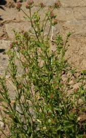 Fotografia da espécie Centaurium erythraea subesp. grandiflorum