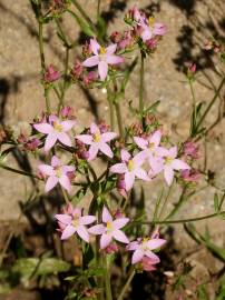 Fotografia da espécie Centaurium erythraea subesp. grandiflorum