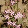 Fotografia 3 da espécie Centaurium erythraea subesp. grandiflorum do Jardim Botânico UTAD