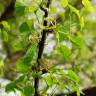 Fotografia 5 da espécie Ginkgo biloba do Jardim Botânico UTAD