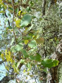 Fotografia da espécie Quercus canariensis