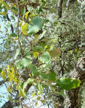 Fotografia 2 da espécie Quercus canariensis no Jardim Botânico UTAD