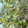 Fotografia 2 da espécie Quercus canariensis do Jardim Botânico UTAD