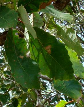 Fotografia 3 da espécie Quercus canariensis no Jardim Botânico UTAD