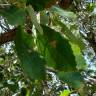 Fotografia 3 da espécie Quercus canariensis do Jardim Botânico UTAD