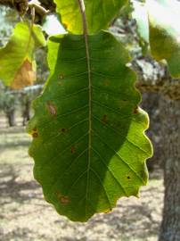 Fotografia da espécie Quercus canariensis