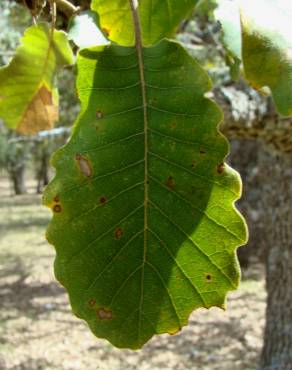 Fotografia 4 da espécie Quercus canariensis no Jardim Botânico UTAD