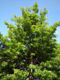 Fotografia da espécie Quercus cerris