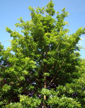 Fotografia 1 da espécie Quercus cerris no Jardim Botânico UTAD