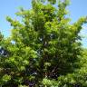 Fotografia 1 da espécie Quercus cerris do Jardim Botânico UTAD