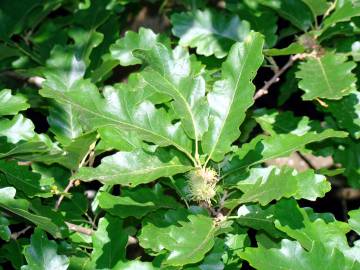 Fotografia da espécie Quercus cerris