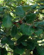 Fotografia da espécie Quercus faginea