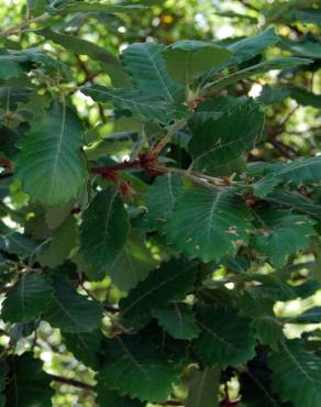 Fotografia 1 da espécie Quercus faginea subesp. faginea no Jardim Botânico UTAD