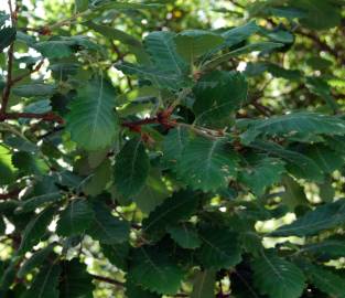 Fotografia da espécie Quercus faginea subesp. faginea
