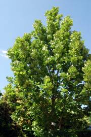 Fotografia da espécie Quercus frainetto