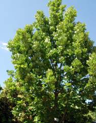 Quercus frainetto