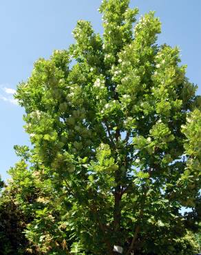 Fotografia 1 da espécie Quercus frainetto no Jardim Botânico UTAD