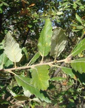 Fotografia 3 da espécie Quercus x hispanica no Jardim Botânico UTAD