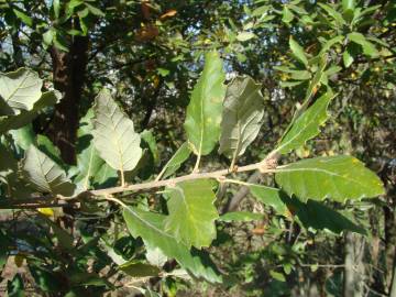 Fotografia da espécie Quercus x hispanica