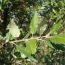 Fotografia 3 da espécie Quercus x hispanica do Jardim Botânico UTAD