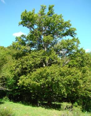 Fotografia 2 da espécie Quercus petraea subesp. petraea no Jardim Botânico UTAD