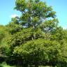 Fotografia 2 da espécie Quercus petraea subesp. petraea do Jardim Botânico UTAD