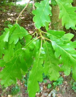 Fotografia 3 da espécie Quercus petraea subesp. petraea no Jardim Botânico UTAD