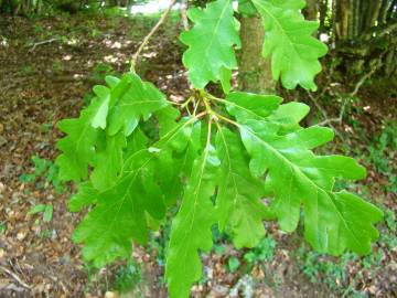 Fotografia da espécie Quercus petraea subesp. petraea