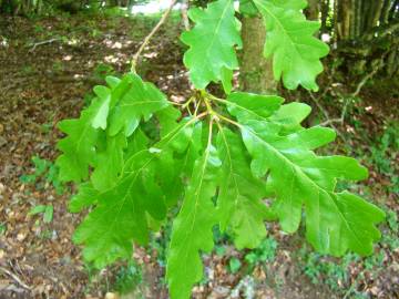 Fotografia da espécie Quercus petraea subesp. petraea