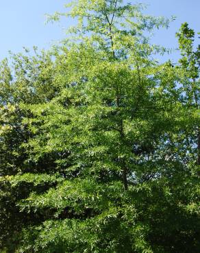 Fotografia 3 da espécie Quercus phellos no Jardim Botânico UTAD