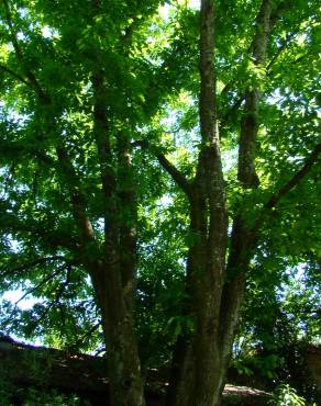 Fotografia 2 da espécie Quercus rubra no Jardim Botânico UTAD