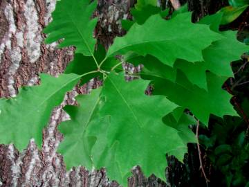 Fotografia da espécie Quercus rubra