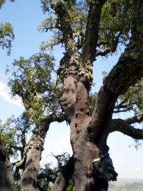 Fotografia da espécie Quercus suber