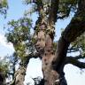 Fotografia 5 da espécie Quercus suber do Jardim Botânico UTAD