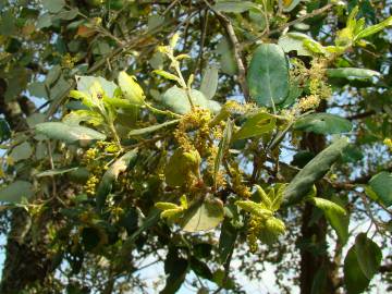 Fotografia da espécie Quercus suber