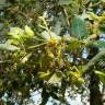 Fotografia 6 da espécie Quercus suber do Jardim Botânico UTAD