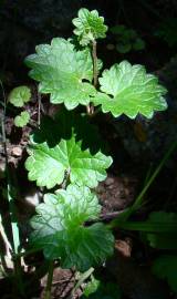 Fotografia da espécie Glechoma hederacea