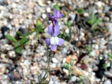 Fotografia da espécie Linaria amethystea subesp. amethystea