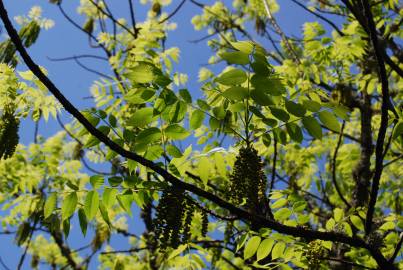 Fotografia da espécie Juglans nigra