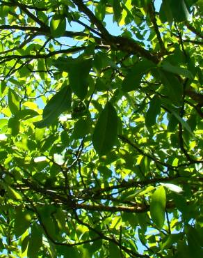 Fotografia 3 da espécie Juglans regia no Jardim Botânico UTAD