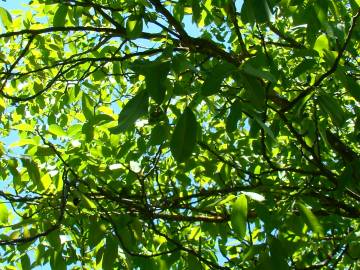 Fotografia da espécie Juglans regia