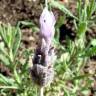 Fotografia 3 da espécie Lavandula dentata do Jardim Botânico UTAD