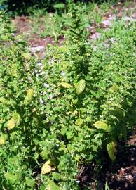 Fotografia da espécie Melissa officinalis subesp. altissima