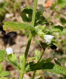 Fotografia da espécie Melissa officinalis subesp. altissima