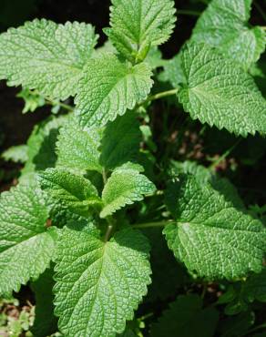 Fotografia 4 da espécie Melissa officinalis subesp. altissima no Jardim Botânico UTAD