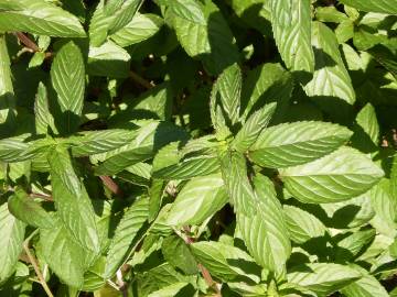 Fotografia da espécie Mentha x piperita