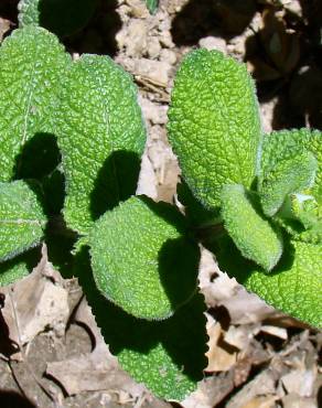 Fotografia 3 da espécie Mentha suaveolens no Jardim Botânico UTAD